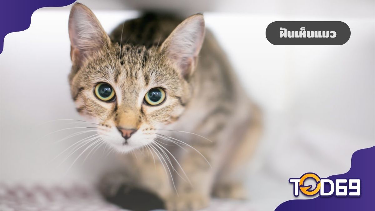 ฝันเห็นแมว